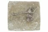 Fossil Crinoid (Dizygocrinus) - Warsaw Formation, Illinois #231995-1